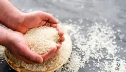 آمدن دریایی از برنج به ایران حتمی شد