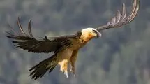 مشاهده «هما» در آذربایجان‌غربی