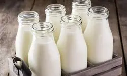آلودگی شیر با سم آفلاتوکسین صحت دارد؟