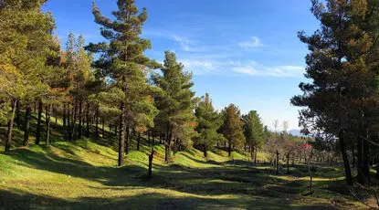 کاشت کاج؛ نسخه ایی اشتباه برای پایتخت/ تهران را از باغ شهر به بتن شهر تبدیل کردیم