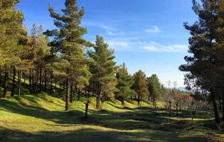 کاشت کاج؛ نسخه ایی اشتباه برای پایتخت/ تهران را از باغ شهر به بتن شهر تبدیل کردیم