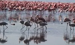 فیلمی خوشحال کننده از دریاچه ارومیه/ ببینید