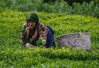 ادامه برداشت برگ سبز چای تا پایان مهر؛ پرداخت ۸۸ درصد مطالبات چایکاران