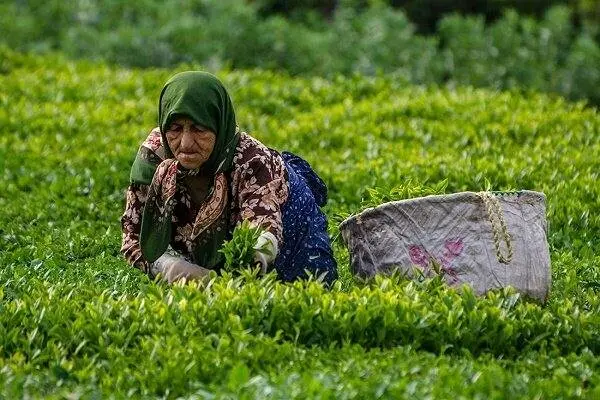 ادامه برداشت برگ سبز چای تا پایان مهر؛ پرداخت ۸۸ درصد مطالبات چایکاران