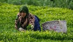 ادامه برداشت برگ سبز چای تا پایان مهر؛ پرداخت ۸۸ درصد مطالبات چایکاران