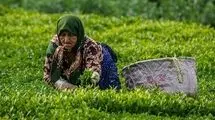 ادامه برداشت برگ سبز چای تا پایان مهر؛ پرداخت ۸۸ درصد مطالبات چایکاران