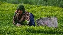 ادامه برداشت برگ سبز چای تا پایان مهر؛ پرداخت ۸۸ درصد مطالبات چایکاران