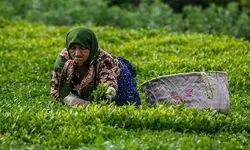 ادامه برداشت برگ سبز چای تا پایان مهر؛ پرداخت ۸۸ درصد مطالبات چایکاران