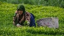 ادامه برداشت برگ سبز چای تا پایان مهر؛ پرداخت ۸۸ درصد مطالبات چایکاران