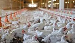 مصرف متکی به کالابرگ باشد، امکان افزایش قیمت مرغ و تخم‌مرغ وجود ندارد