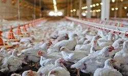 مصرف متکی به کالابرگ باشد، امکان افزایش قیمت مرغ و تخم‌مرغ وجود ندارد