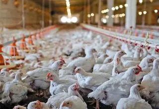 مصرف متکی به کالابرگ باشد، امکان افزایش قیمت مرغ و تخم‌مرغ وجود ندارد
