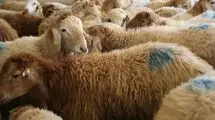 فعالیت ۷ مرکز عرضه بهداشتی دام زنده در روزهای عرفه و عید قربان در تهران