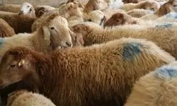 قیمت دام‌زنده بالاخره ریخت/ گوسفند و گوساله چه قیمتی پیدا کرد؟