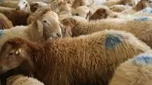 فعالیت ۷ مرکز عرضه بهداشتی دام زنده در روزهای عرفه و عید قربان در تهران