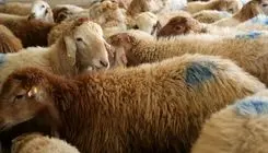 فعالیت ۷ مرکز عرضه بهداشتی دام زنده در روزهای عرفه و عید قربان در تهران