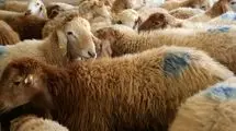 فعالیت ۷ مرکز عرضه بهداشتی دام زنده در روزهای عرفه و عید قربان در تهران