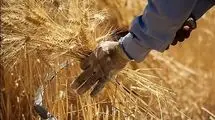 واریز یک پنجم حق بیمه سهم گندمکاران به حساب صندوق بیمه کشاورزی