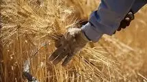 واریز یک پنجم حق بیمه سهم گندمکاران به حساب صندوق بیمه کشاورزی