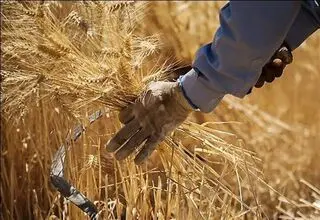 واریز یک پنجم حق بیمه سهم گندمکاران به حساب صندوق بیمه کشاورزی