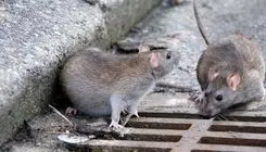 تهران، بهشت موش‌های خاکستری