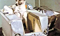 داستان سگی که اولین مسافر فضایی تاریخ شد