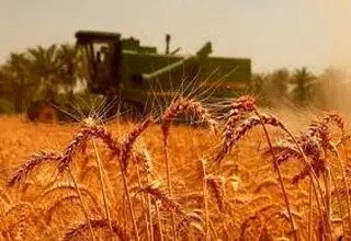 هنوز ۳۷ همت از مطالبات گندمکاران پرداخت نشده است