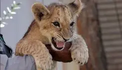 نگهداری توله شیر و مار سمی پیتون در آپارتمان!