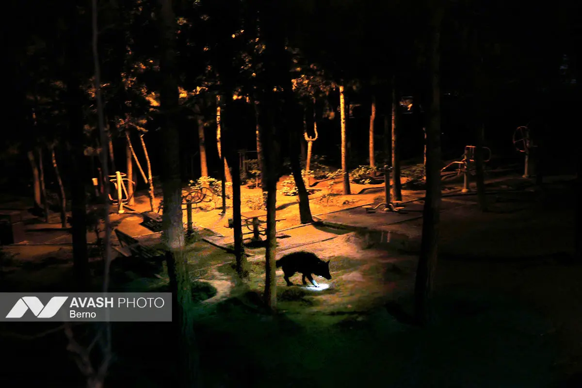 حملات شبانه آمریکایی - اسرائیلی به مناطق مسکونی تهران