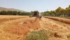 حدود ۴۲ همت دیگر به گندم‌کاران پرداخت شد