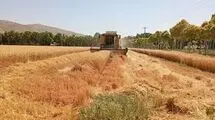 حدود ۴۲ همت دیگر به گندم‌کاران پرداخت شد