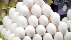 قیمت تخم‌مرغ  با صادرات کاهش می‌یابد