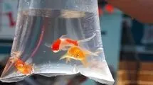 گونه‌های حیات وحش کشف شده در بازار شب عید به طبیعت بازگشتند