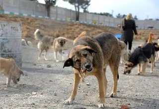 حمله وحشتناک سگ به یک کودک وسط خیابان