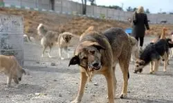 تصاویر وحشتناک از حمله هولناک سگ درنده به یک کودک